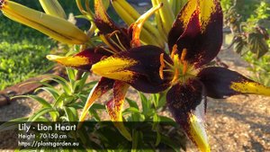 Lily - Lion Heart 4K