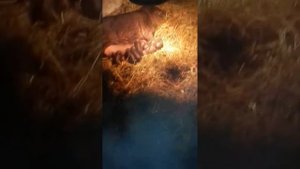 Опорос вьетнамской вислобрюхой свиньи