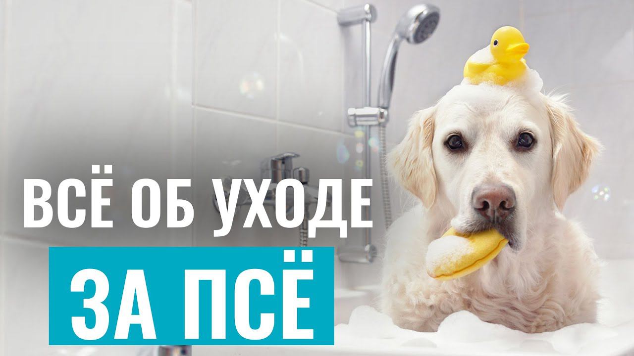 Забота о собаке: Полезные советы для ответственных хозяев