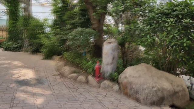 Nature Park в Тэгу! Прогулка с павлинами? Зоопарк на горе/ Южная Корея смотреть онлайн