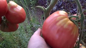 Помидоры в теплице, июль.