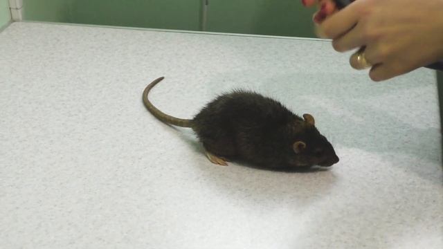 Рак у крысы. Спасение крысы Аси смотреть онлайн