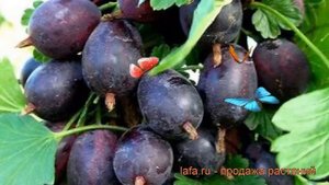 Крыжовник обыкновенная Командор (komandor) ? обзор: как сажать, саженцы крыжовника Командор