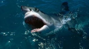 Акула-людоед вскрыла чудовищную правду о туристическом бизнесе в Египте.
