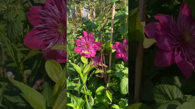 Клематис КАЙЗЕР - самый ранний в моем саду смотреть онлайн