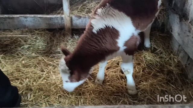 Телята и их вес в месяц. смотреть онлайн