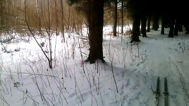 Кострома лыжная 16 02 2020