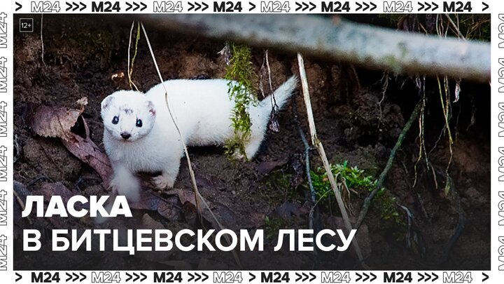 Ласку обнаружили в Битцевском лесу - Москва 24