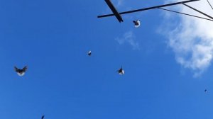 Ярмарка голубей в Новошахтинске. Ещё один город Ростовской области проводит ярмарку голубей.