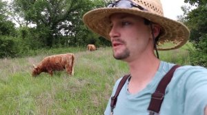 4 Facts About Highland Cows