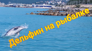 Туапсе 05.07.2022 городской пляж: дельфин на рыбалке.