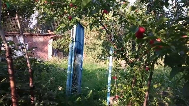 ПРИРОДНОЕ ЗЕМЛЕДЕЛИЕ. КАК ПОВЛИЯЛА НА СЛИВЫ МУЛЬЧА. ОРГАНИЧЕСКОЕ ЗЕМЛЕДЕЛИЕ.
