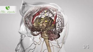 Вот что происходит с людьми, которые начинают есть перепелиные яйца