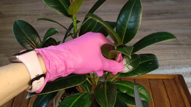 Как заставить фикус ветвиться смотреть онлайн