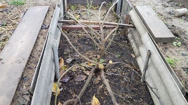 обрезка и подготовка инжира на зиму