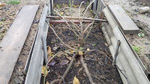 обрезка и подготовка инжира на зиму