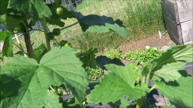 Огород - глициния Blue Moon, жимолость, обзор всех растений / Garden 2018 11 смотреть онлайн