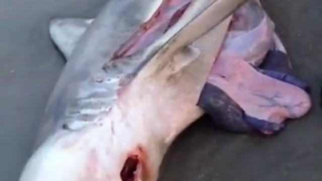 сделал акуле кесорево.... смотреть онлайн