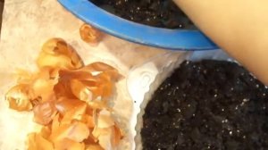 Закладка коконов калифорнийских червей! часть2