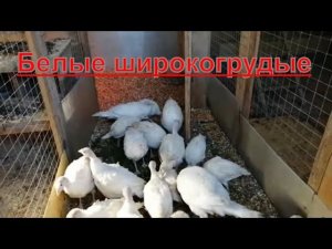 Индюки.Продаю белых-широкогрудых индюшат.