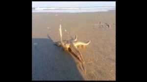 Видели, как ходит морская звезда? Seen walking starfish?