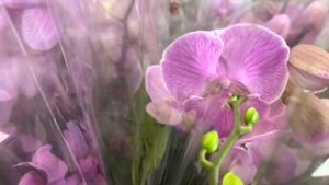 Ох !!! Обзор Орхидей шикарные сорта ( Одесса садовый центр )