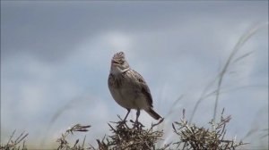 Птицы 36 видов птиц в одном видео, и примеры их голосов