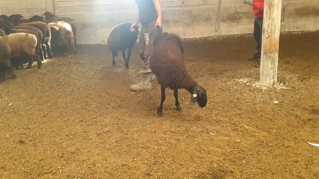 Покупатели выбирают ярочек 🐏 Август 2022 смотреть онлайн