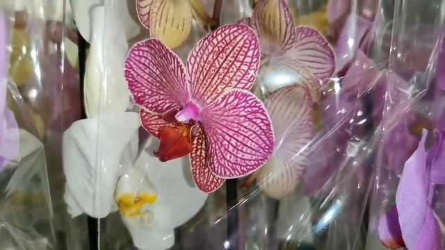 Леруа:ПОТРЯСАЮЩИЙ завоз ОРХИДЕЙ:Дикий Кот,Дасти Бель,Аладдин и др.,16.04.21,ТЦ "Космопорт",Самара. смотреть онлайн