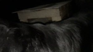 Банхар хотошо Джуч и кошка которая думает что она собака