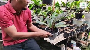 ANTHURIUM TONGUE OF FIRE || REVIEW TANAMAN, PERAWATAN DAN PENGEMBANGBIAKKAN ||