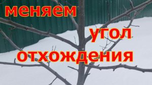 ВАЖНО! ПРАВИЛЬНЫЙ УГОЛ отхождения ветвей! Ускоряем плодоношение! ОТТЯЖКИ