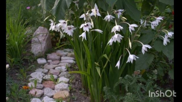 Ацидонтера двухцветная смотреть онлайн