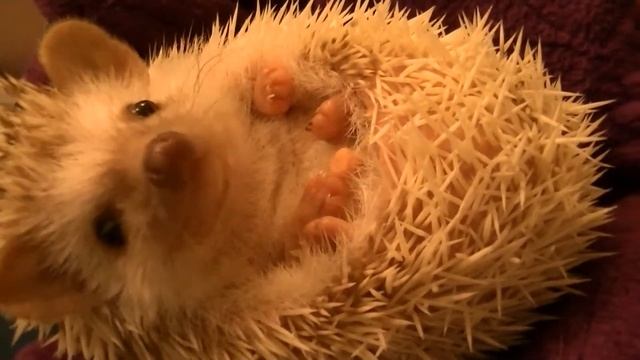 Милый Ежик США смотреть онлайн