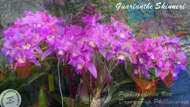 "Festiva de Orquídeas, Escazú, 2023" смотреть онлайн