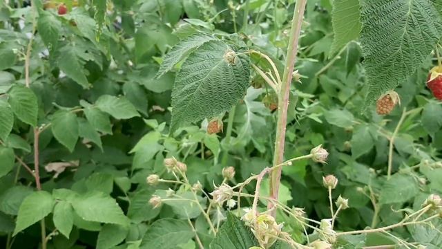 Этот сорт малины не подведет ! смотреть онлайн