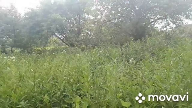 Хорошо в деревне летом! Видео от июня 2020 года смотреть онлайн