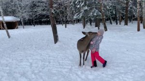 Оленья ферма Арт-усадьба Веретьево