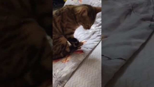 Бенгальская кошка грызет когти