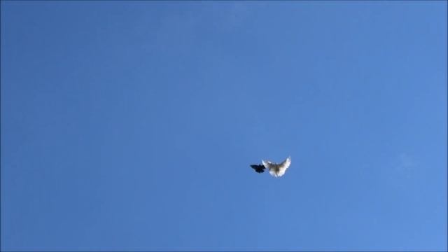 Голуби! Фрагменты полёта.