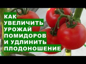 Как увеличить урожайность помидоров и удлинить плодоношение витаминных плодов томатов до морозов