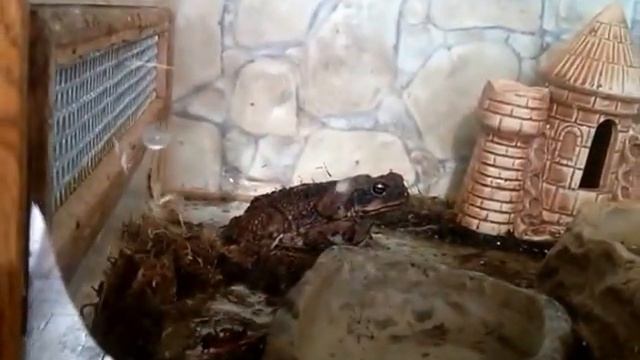 cane toad жаба ага смотреть онлайн