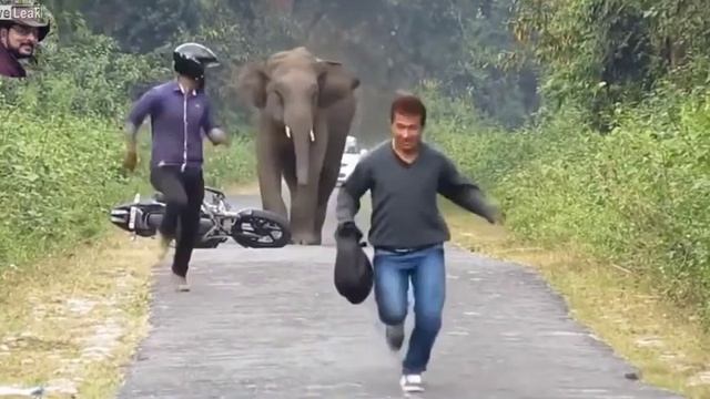 Бегство от слона смотреть онлайн