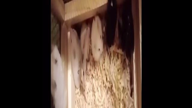 Хомяки