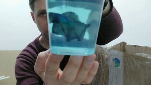 Таких Петушков вы ещё не видели!!!! Распаковка. #aquarium #betta #обзор