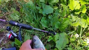 Рыбалка на спиннинг, Райдер от Фанатик ловит окуней