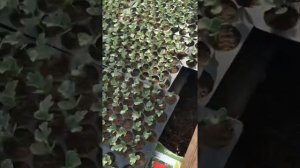 Рассада дыни и арбуза в моей теплице