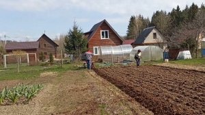 Посадка картошки на даче под плуг мотоблоком
