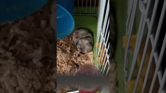 Сема (Джунгарик) спит в туалете на опилках, и охотится во сне ? смотреть онлайн