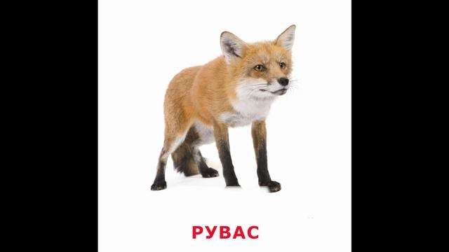 Хъæддаг сырдтæ/Лесные звери смотреть онлайн